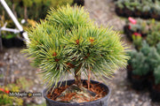 - Pinus koraiensis 'Gee Broom' Dwarf Korean Pine Tree - Mr Maple │ Buy Japanese Maple Trees
