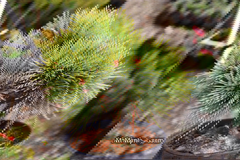 Buy Pinus koraiensis 'Gee Broom' Dwarf Korean Pine Tree — Mr Maple ...