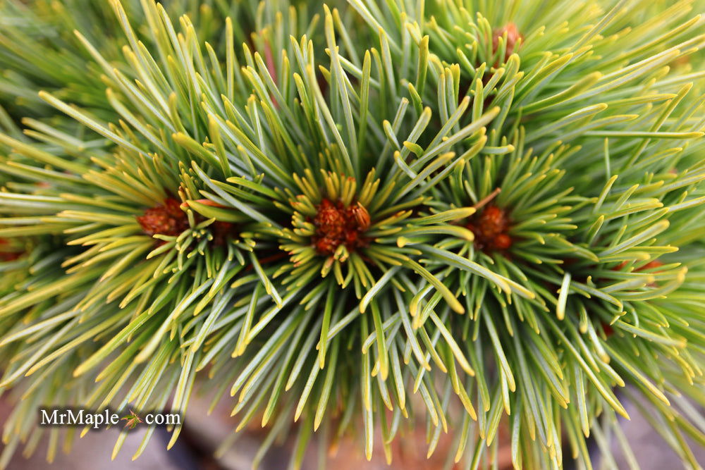 Buy Pinus koraiensis 'Gee Broom' Dwarf Korean Pine Tree — Mr Maple ...