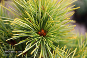 - Pinus koraiensis 'Gee Broom' Dwarf Korean Pine Tree - Mr Maple │ Buy Japanese Maple Trees