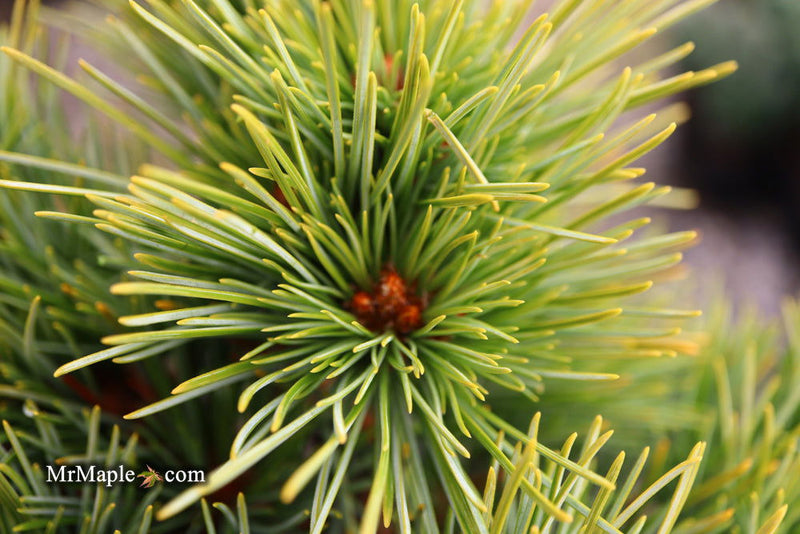 - Pinus koraiensis 'Gee Broom' Dwarf Korean Pine Tree - Mr Maple │ Buy Japanese Maple Trees