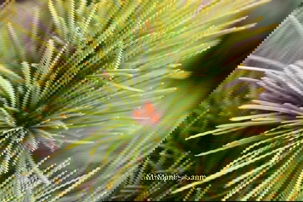 Buy Pinus koraiensis 'Gee Broom' Dwarf Korean Pine Tree — Mr Maple ...