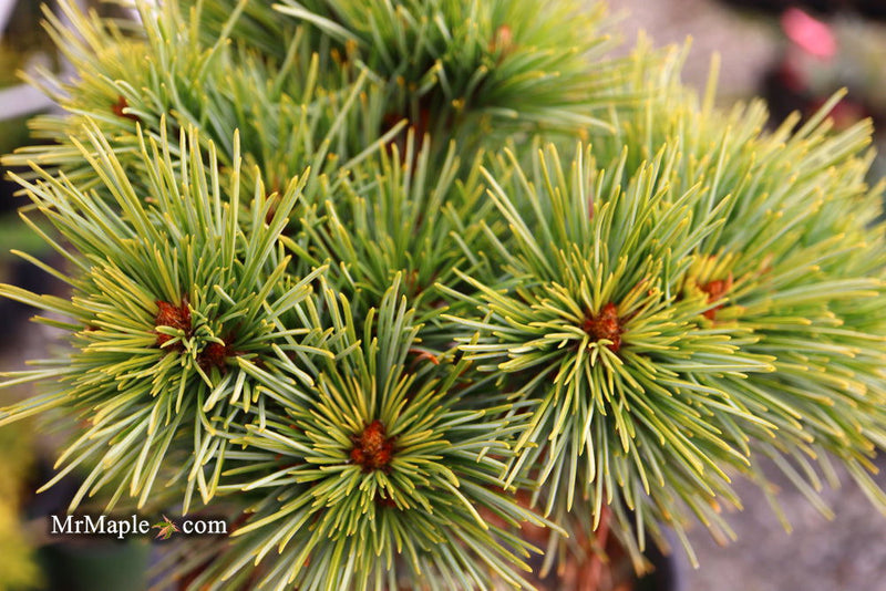 - Pinus koraiensis 'Gee Broom' Dwarf Korean Pine Tree - Mr Maple │ Buy Japanese Maple Trees