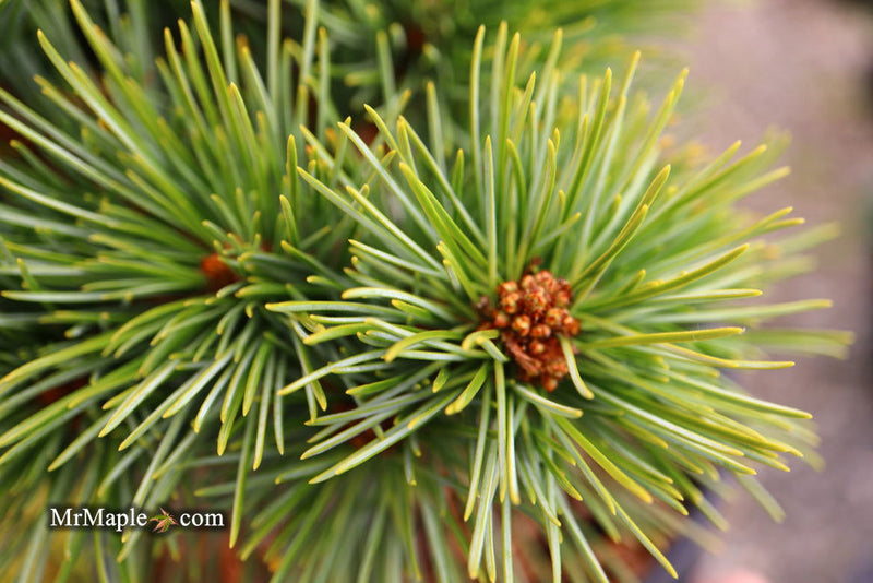 - Pinus koraiensis 'Gee Broom' Dwarf Korean Pine Tree - Mr Maple │ Buy Japanese Maple Trees