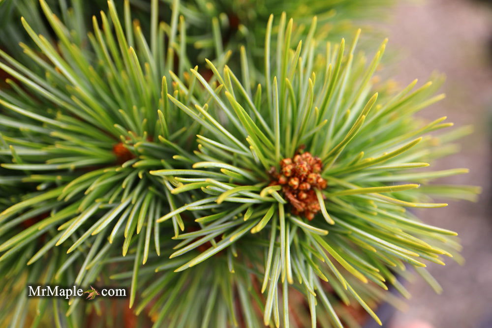 Buy Pinus koraiensis 'Gee Broom' Dwarf Korean Pine Tree — Mr Maple ...