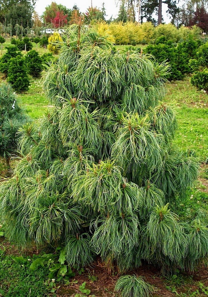 - Pinus koraiensis 'Jack Corbit' Dwarf Korean Pine Tree - Mr Maple │ Buy Japanese Maple Trees