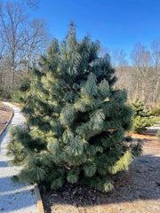 - Pinus koraiensis 'Jack Corbit' Dwarf Korean Pine Tree - Mr Maple │ Buy Japanese Maple Trees