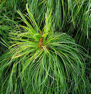 - Pinus koraiensis 'Jack Corbit' Dwarf Korean Pine Tree - Mr Maple │ Buy Japanese Maple Trees