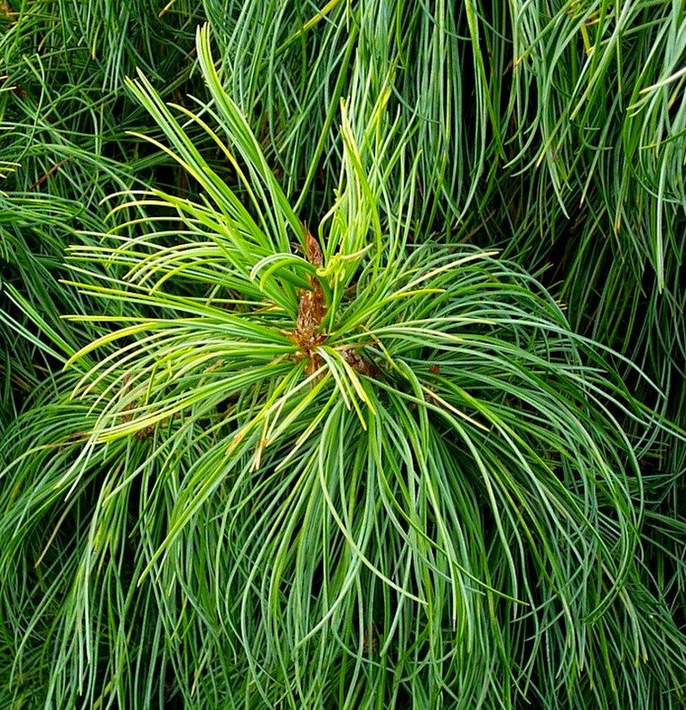 - Pinus koraiensis 'Jack Corbit' Dwarf Korean Pine Tree - Mr Maple │ Buy Japanese Maple Trees