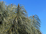 - Pinus koraiensis 'Jack Corbit' Dwarf Korean Pine Tree - Mr Maple │ Buy Japanese Maple Trees