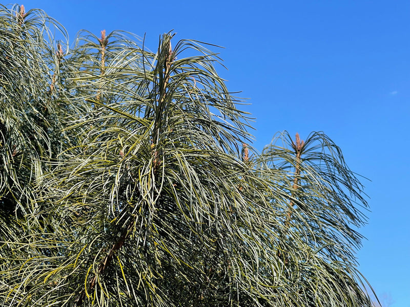 - Pinus koraiensis 'Jack Corbit' Dwarf Korean Pine Tree - Mr Maple │ Buy Japanese Maple Trees