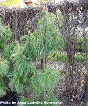 - Pinus koraiensis 'Jack Corbit' Dwarf Korean Pine Tree - Mr Maple │ Buy Japanese Maple Trees