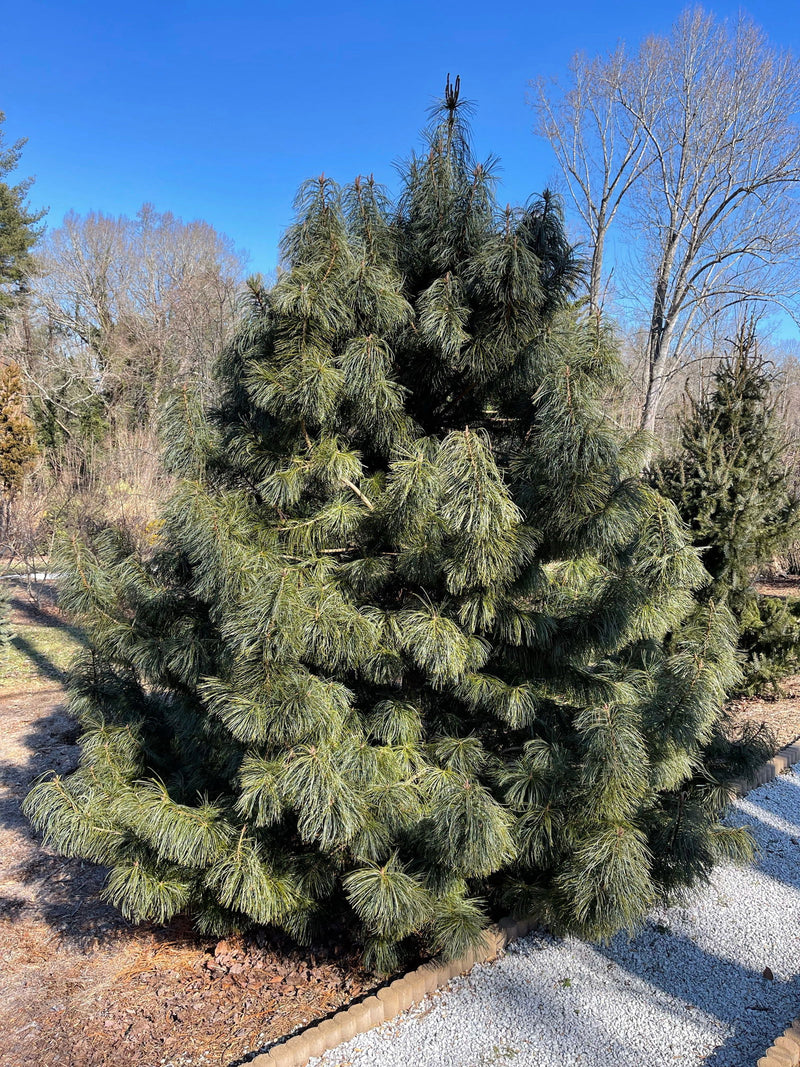 - Pinus koraiensis 'Jack Corbit' Dwarf Korean Pine Tree - Mr Maple │ Buy Japanese Maple Trees