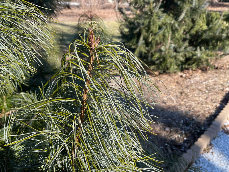 - Pinus koraiensis 'Jack Corbit' Dwarf Korean Pine Tree - Mr Maple │ Buy Japanese Maple Trees