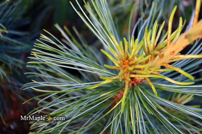 - Pinus koraiensis 'Jack Corbit' Dwarf Korean Pine Tree - Mr Maple │ Buy Japanese Maple Trees