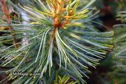 - Pinus koraiensis 'Jack Corbit' Dwarf Korean Pine Tree - Mr Maple │ Buy Japanese Maple Trees