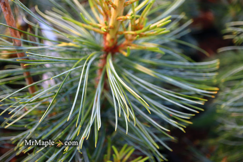 - Pinus koraiensis 'Jack Corbit' Dwarf Korean Pine Tree - Mr Maple │ Buy Japanese Maple Trees