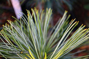 - Pinus koraiensis 'Jack Corbit' Dwarf Korean Pine Tree - Mr Maple │ Buy Japanese Maple Trees