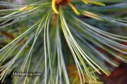 - Pinus koraiensis 'Jack Corbit' Dwarf Korean Pine Tree - Mr Maple │ Buy Japanese Maple Trees