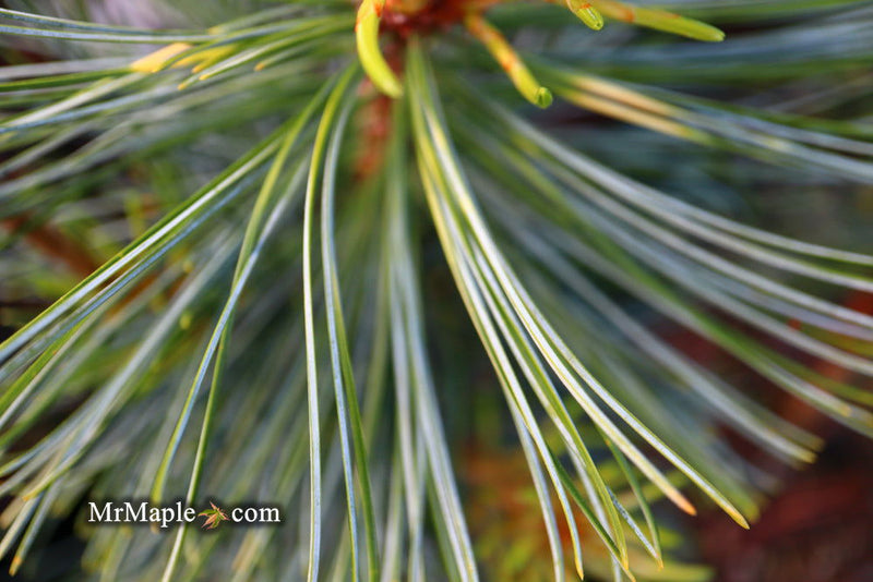 - Pinus koraiensis 'Jack Corbit' Dwarf Korean Pine Tree - Mr Maple │ Buy Japanese Maple Trees
