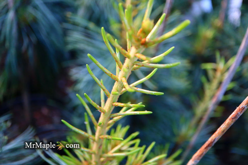 - Pinus koraiensis 'Jack Corbit' Dwarf Korean Pine Tree - Mr Maple │ Buy Japanese Maple Trees