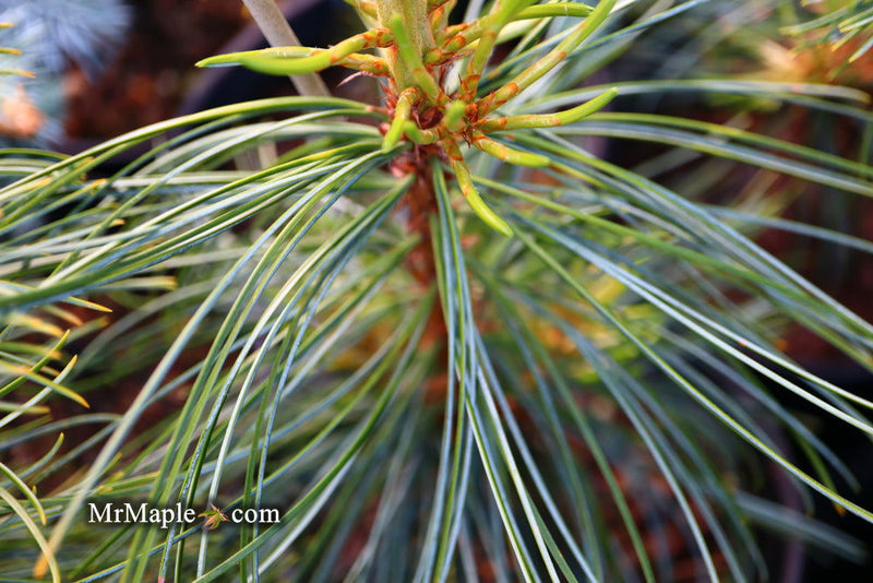 - Pinus koraiensis 'Jack Corbit' Dwarf Korean Pine Tree - Mr Maple │ Buy Japanese Maple Trees