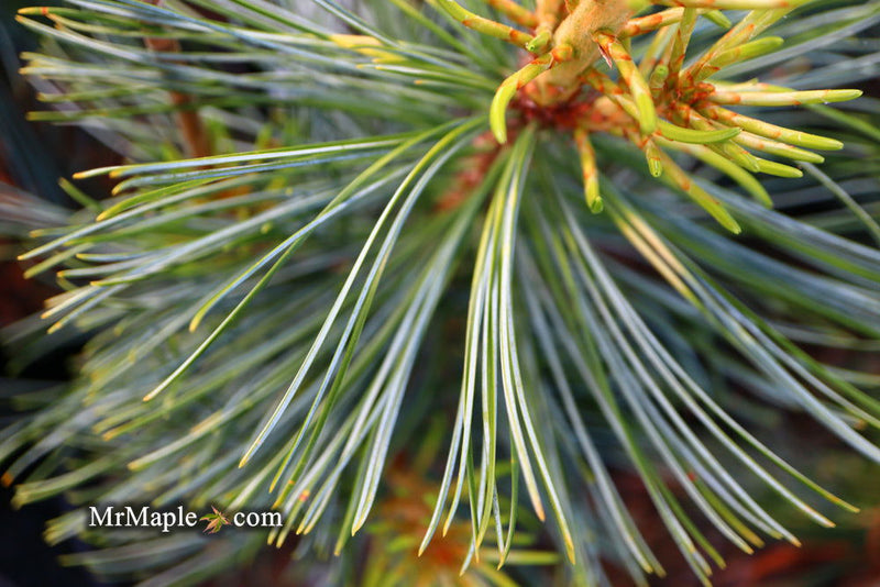 - Pinus koraiensis 'Jack Corbit' Dwarf Korean Pine Tree - Mr Maple │ Buy Japanese Maple Trees