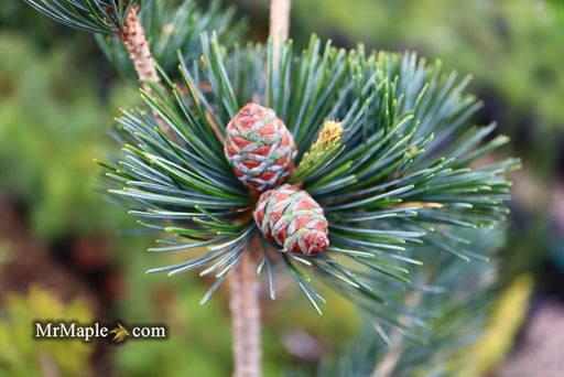 - Pinus koraiensis 'Morris Blue' Korean Pine Tree - Mr Maple │ Buy Japanese Maple Trees