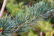 - Pinus koraiensis 'Morris Blue' Korean Pine Tree - Mr Maple │ Buy Japanese Maple Trees