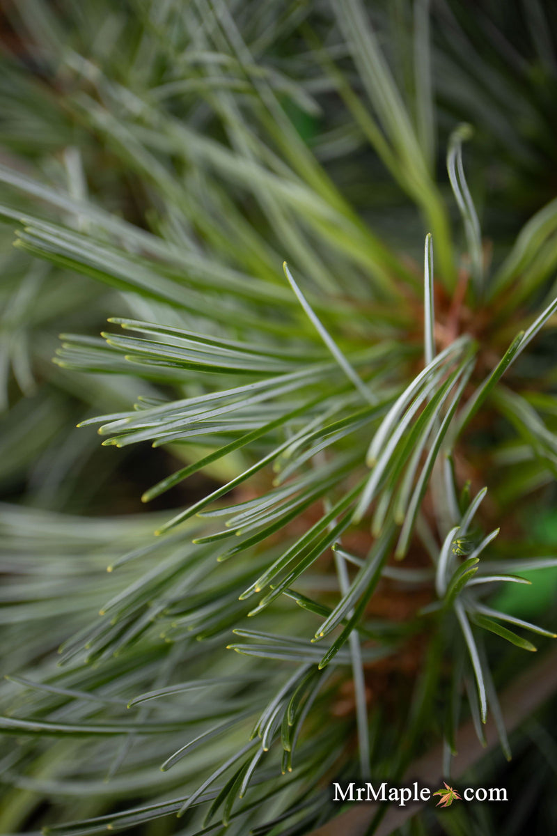 - Pinus koraiensis 'Morris Blue' Korean Pine Tree - Mr Maple │ Buy Japanese Maple Trees