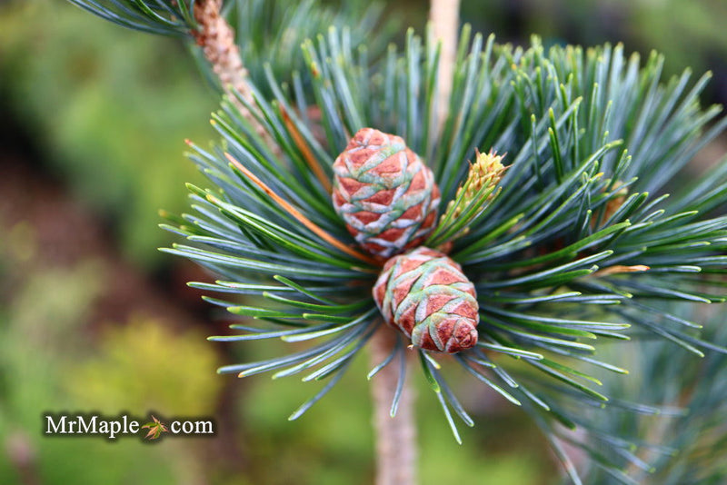 - Pinus koraiensis 'Morris Blue' Korean Pine Tree - Mr Maple │ Buy Japanese Maple Trees