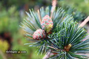 - Pinus koraiensis 'Morris Blue' Korean Pine Tree - Mr Maple │ Buy Japanese Maple Trees
