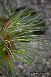 - Pinus koraiensis 'Morris Blue' Korean Pine Tree - Mr Maple │ Buy Japanese Maple Trees