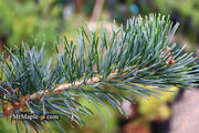 - Pinus koraiensis 'Morris Blue' Korean Pine Tree - Mr Maple │ Buy Japanese Maple Trees
