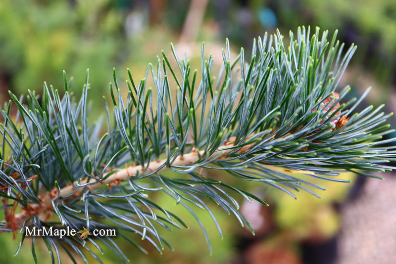 - Pinus koraiensis 'Morris Blue' Korean Pine Tree - Mr Maple │ Buy Japanese Maple Trees
