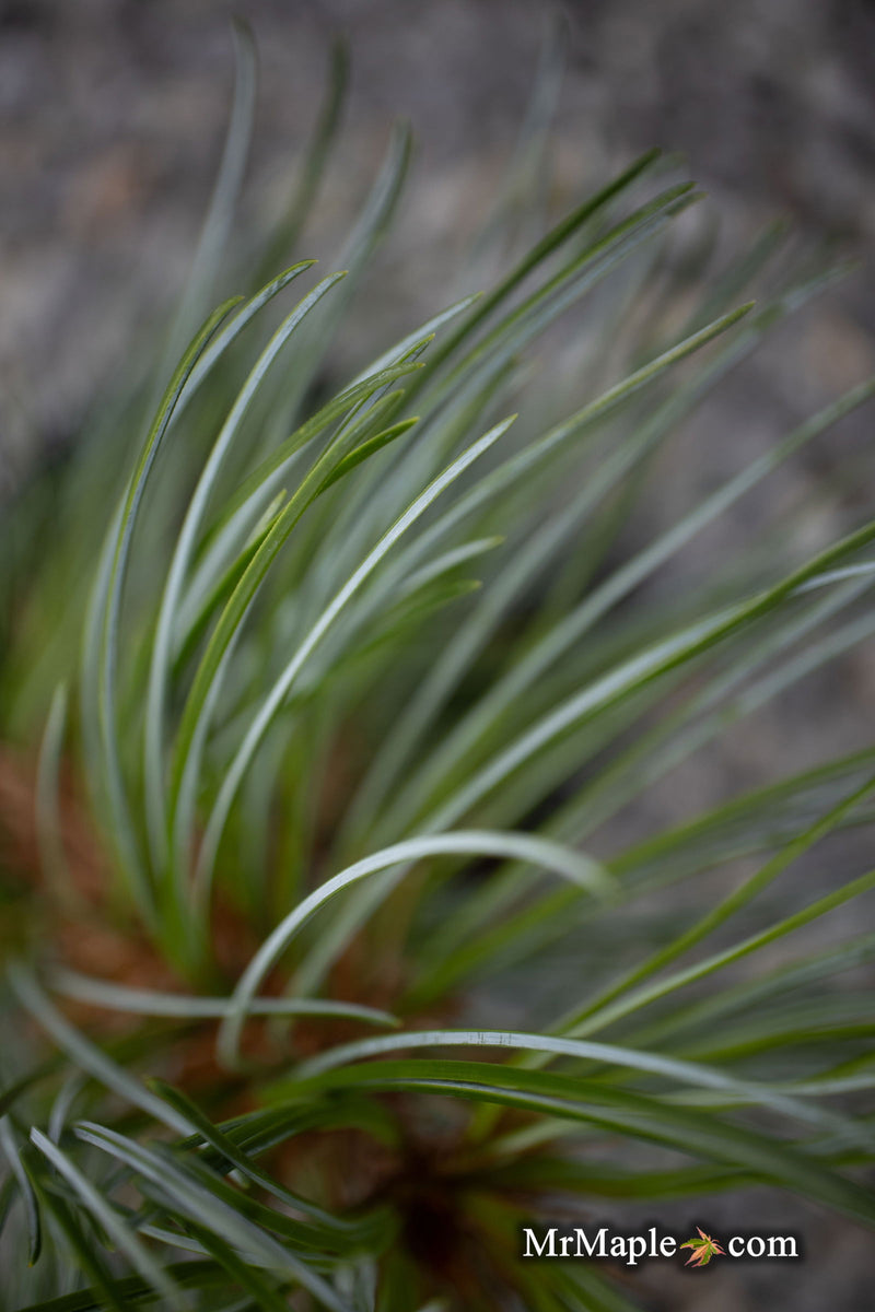 - Pinus koraiensis 'Morris Blue' Korean Pine Tree - Mr Maple │ Buy Japanese Maple Trees