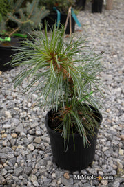 - Pinus koraiensis 'Morris Blue' Korean Pine Tree - Mr Maple │ Buy Japanese Maple Trees