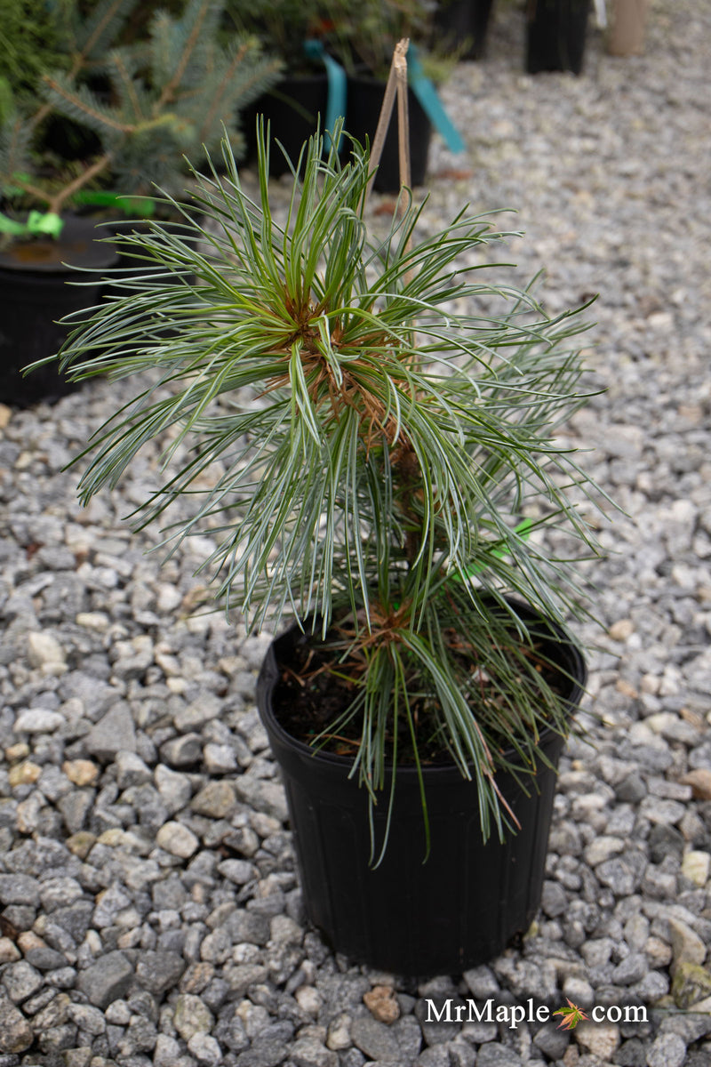 - Pinus koraiensis 'Morris Blue' Korean Pine Tree - Mr Maple │ Buy Japanese Maple Trees