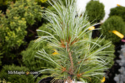 - Pinus koraiensis 'Silver Ray' Korean Pine Tree - Mr Maple │ Buy Japanese Maple Trees
