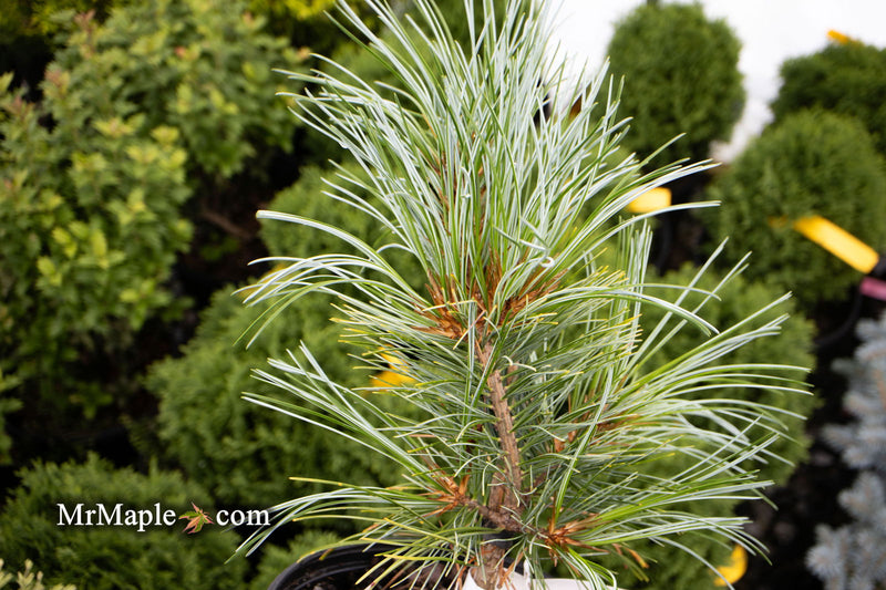 - Pinus koraiensis 'Silver Ray' Korean Pine Tree - Mr Maple │ Buy Japanese Maple Trees