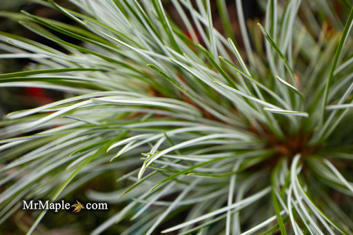- Pinus koraiensis 'Silver Ray' Korean Pine Tree - Mr Maple │ Buy Japanese Maple Trees