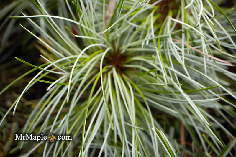- Pinus koraiensis 'Silver Ray' Korean Pine Tree - Mr Maple │ Buy Japanese Maple Trees