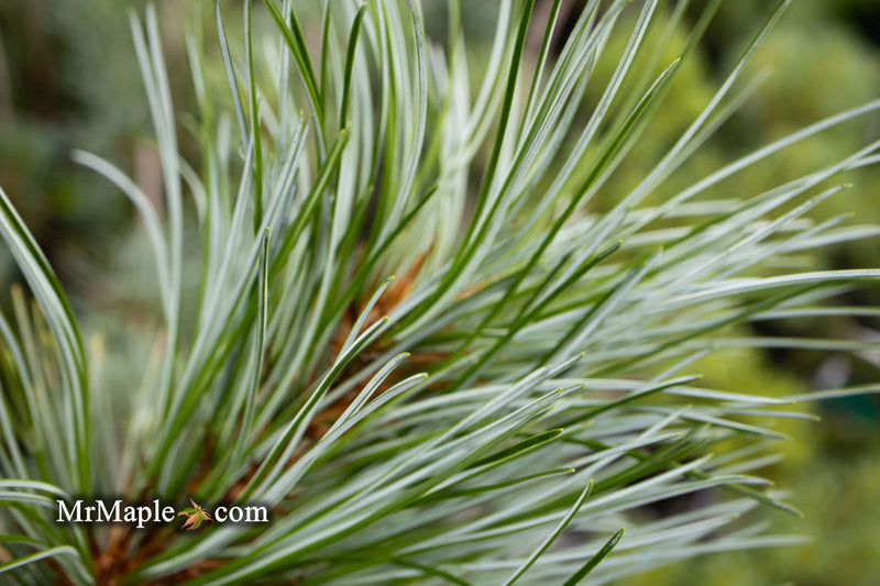 - Pinus koraiensis 'Silver Ray' Korean Pine Tree - Mr Maple │ Buy Japanese Maple Trees
