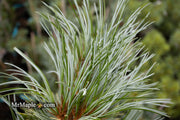 - Pinus koraiensis 'Silver Ray' Korean Pine Tree - Mr Maple │ Buy Japanese Maple Trees