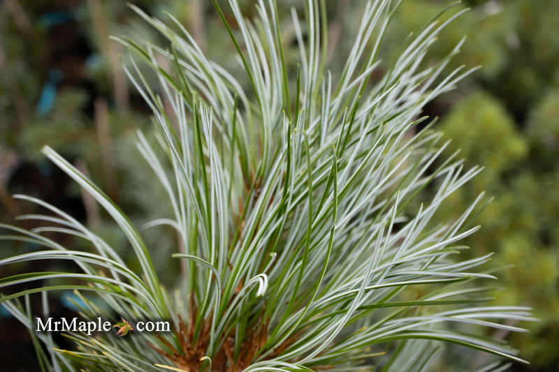 - Pinus koraiensis 'Silver Ray' Korean Pine Tree - Mr Maple │ Buy Japanese Maple Trees
