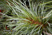 - Pinus koraiensis 'Silver Ray' Korean Pine Tree - Mr Maple │ Buy Japanese Maple Trees
