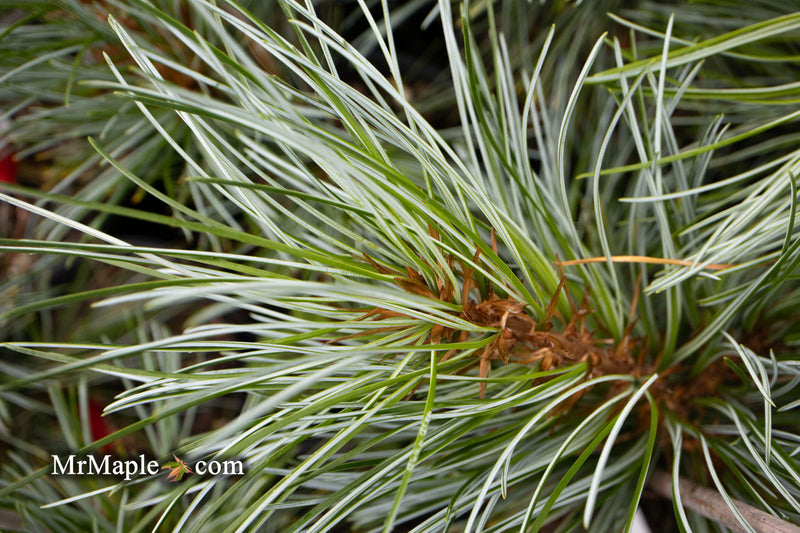 - Pinus koraiensis 'Silver Ray' Korean Pine Tree - Mr Maple │ Buy Japanese Maple Trees