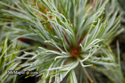 - Pinus koraiensis 'Silver Ray' Korean Pine Tree - Mr Maple │ Buy Japanese Maple Trees