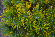 - Pinus mugo 'Ambergold' Dwarf Golden Mugo Pine - Mr Maple │ Buy Japanese Maple Trees