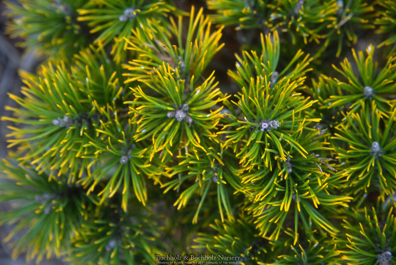 - Pinus mugo 'Ambergold' Dwarf Golden Mugo Pine - Mr Maple │ Buy Japanese Maple Trees